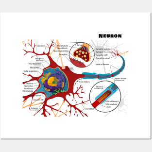 Diagram of a Typical Myelinated Vertebrate Motor Neuron Posters and Art